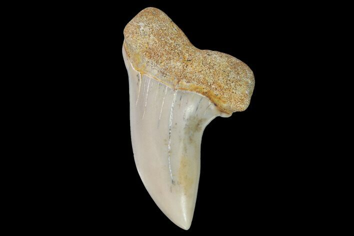 Fossil Shark (Carcharodon planus) Tooth - Sharktooth Hill, CA #94670